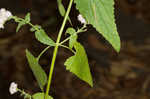 Pink thoroughwort